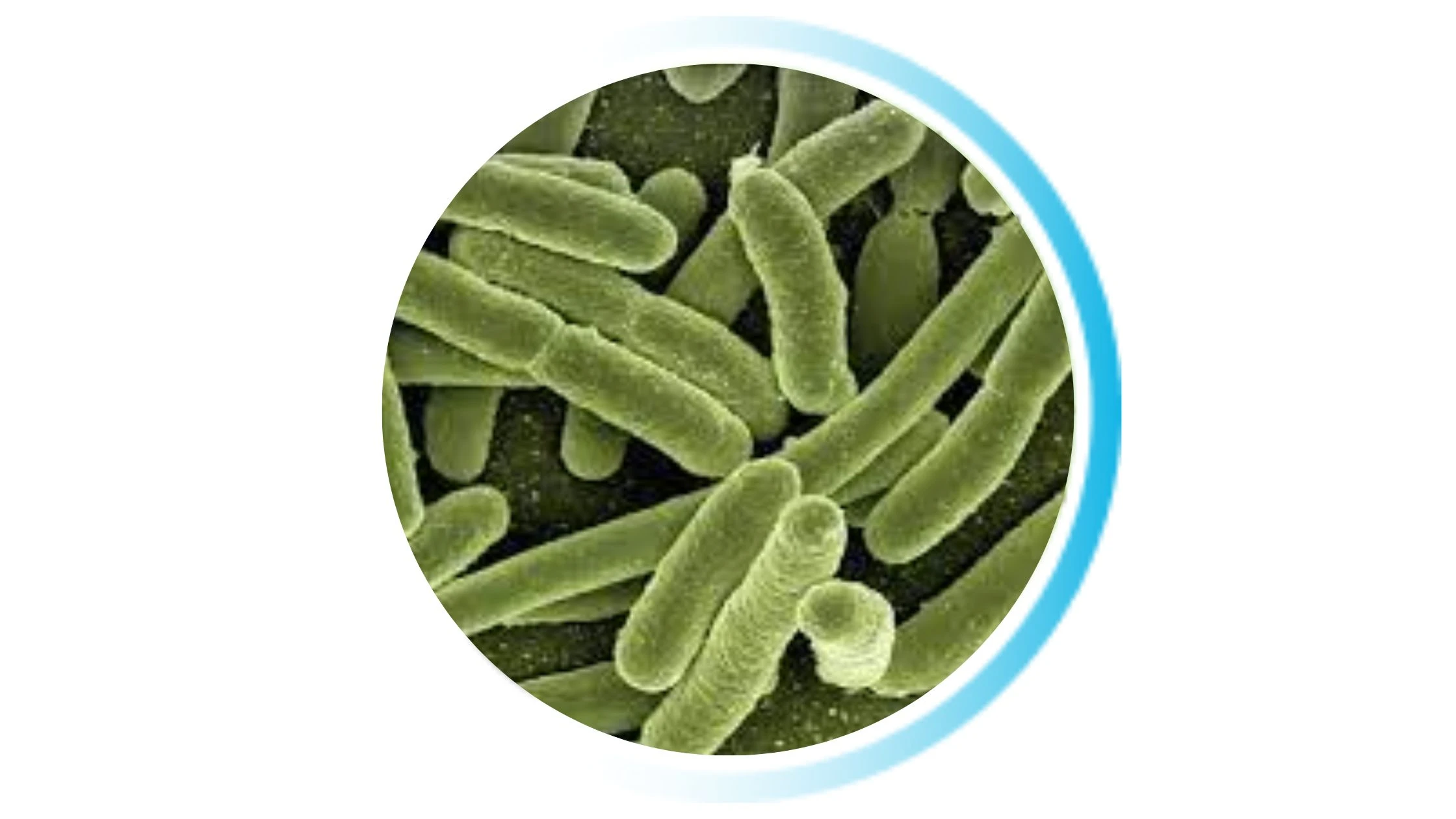 Lactobacillus Acidophilus