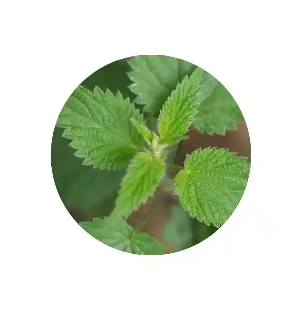 Zinagra RX Ingredients- Nettle Extract