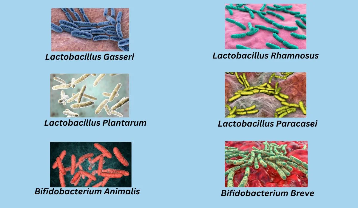 Everlean Ingredients