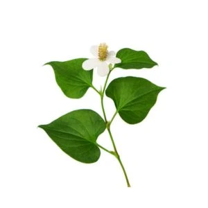 Houttuynia cordata Thunb