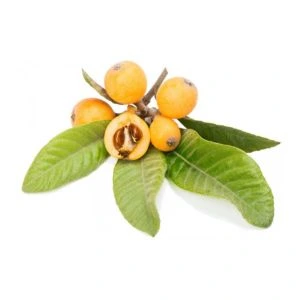 Loquat Leaf