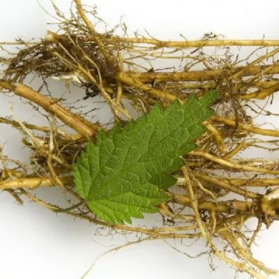 Nettle Extract