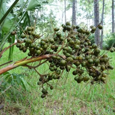 Saw Palmetto Extract