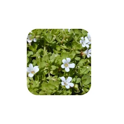 Bacopa Monnieri Extract