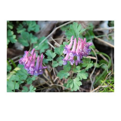 Corydalis yanhusuo