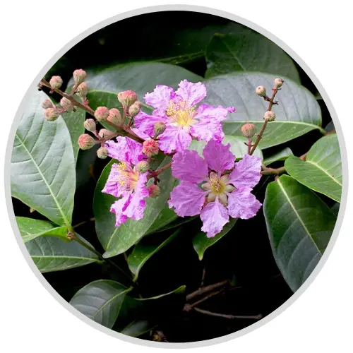 Gluco Care ingredient -Banaba