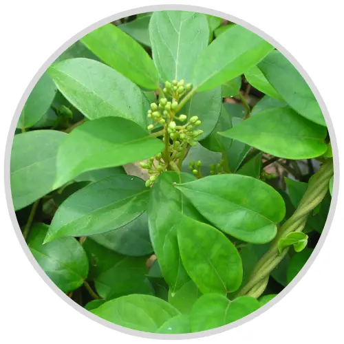 Gluco Care ingredient -Gymnema Sylvestre