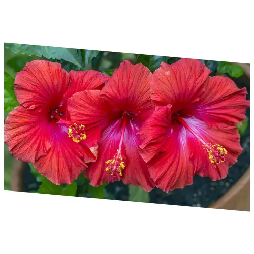 Hibiscus