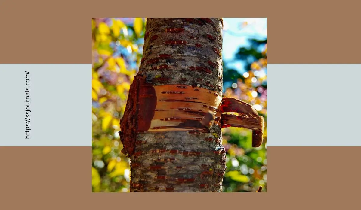 Is Wild Cherry Bark Tree Safe