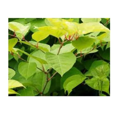 Japanese knotweed