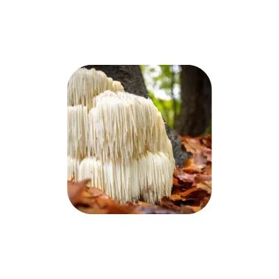 Lion’s Mane Extract