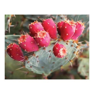 Prickly pear