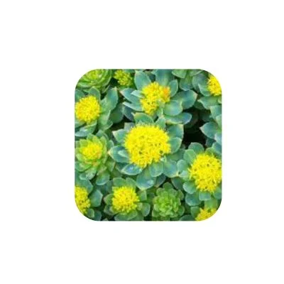 Rhodiola Rosea Extract