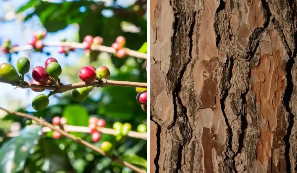 Wild Cherry Bark Precautions