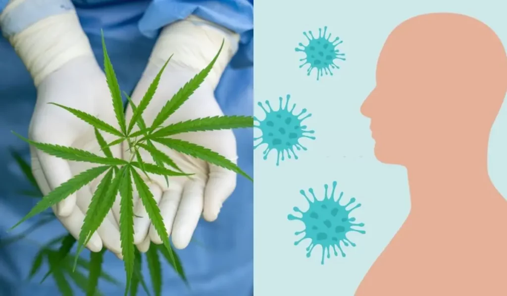CBD and the Immune System