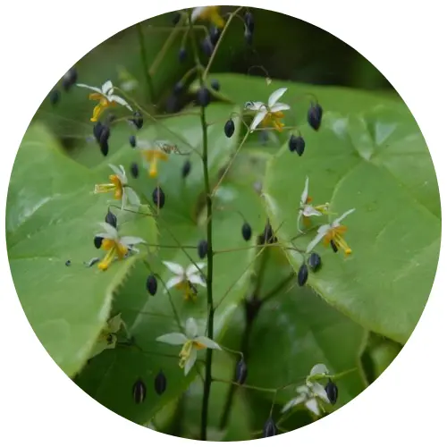 Epimedium Sagittatum