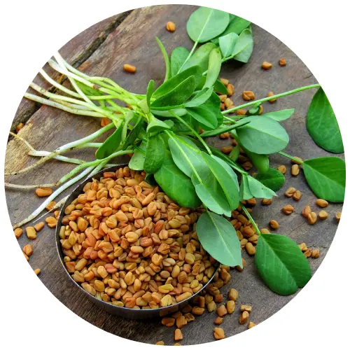 Fenugreek