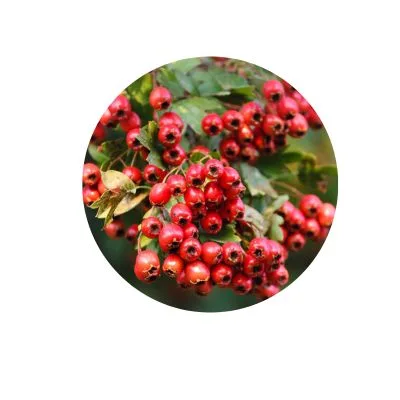 Hawthorn Berry Ingredient