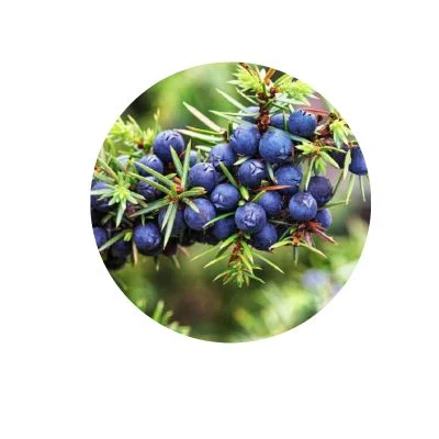 Juniper Berries Ingredient