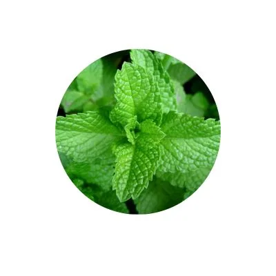 Peppermint Leaf Ingredient