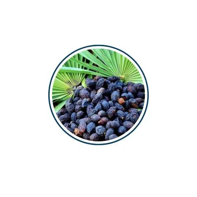 Saw Palmetto Fruit Extract 