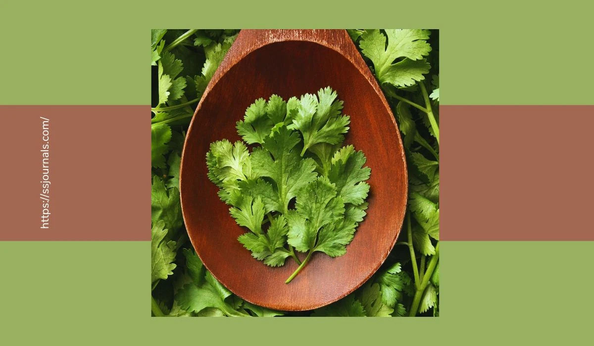 6 Benefits Of Coriander Leaves Discover The Secret To Wellness