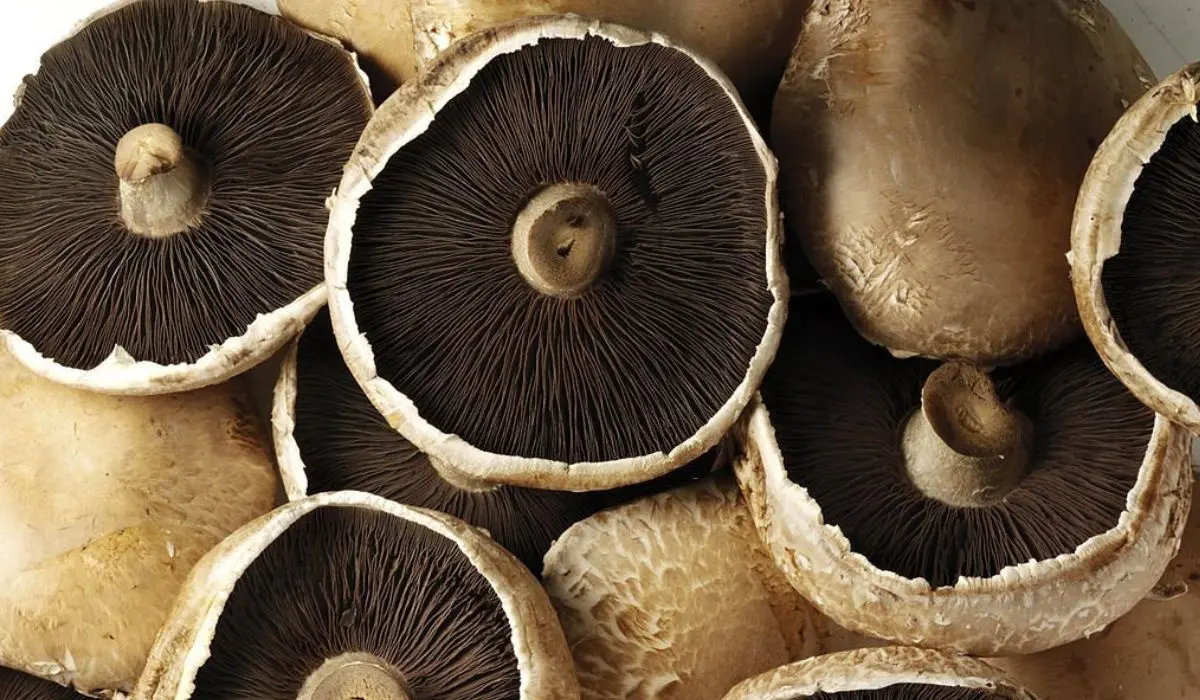 Effects Of Portobello Mushrooms