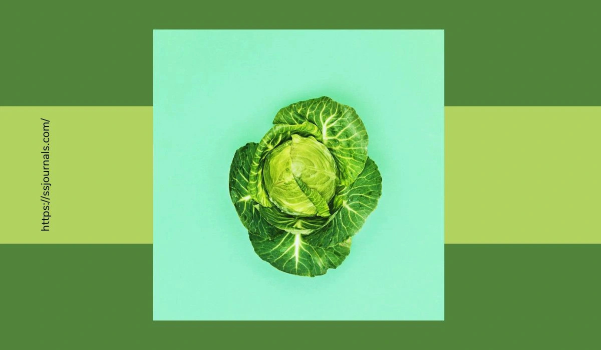 Health Benefits Of Cabbage Explore The Superfood That You Can't Ignore!