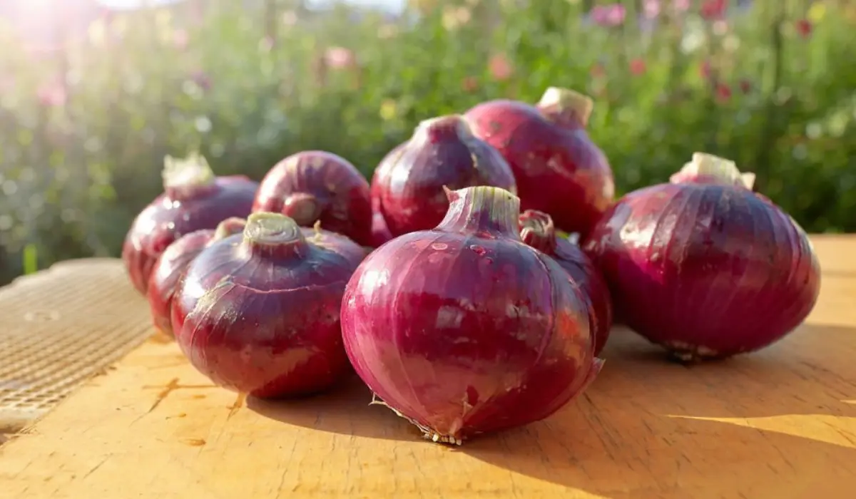Health Benefits of Purple Onions