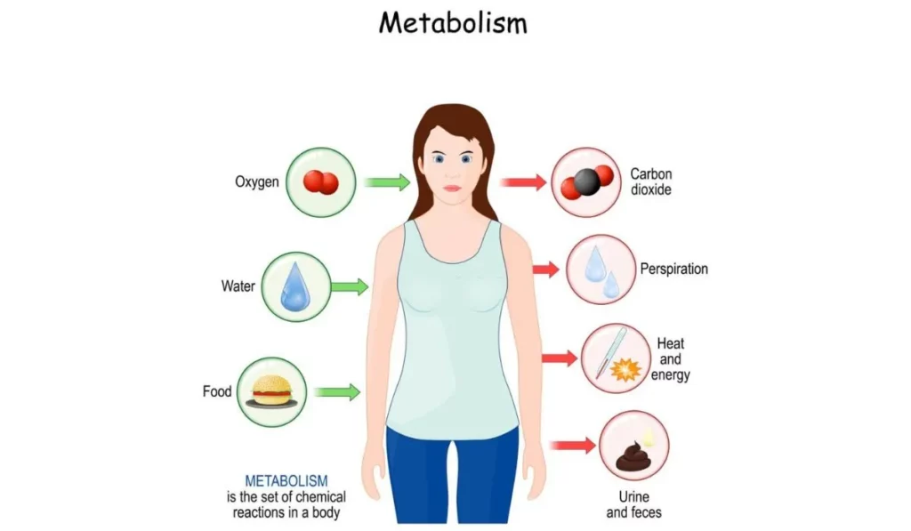 Introduction To Metabolism-Igniting Minerals