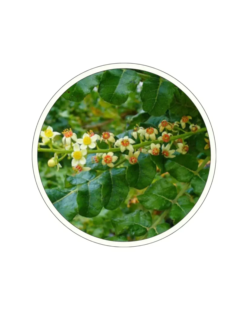 Boswellia Serrata