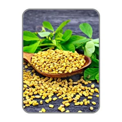 Fenugreek Extract