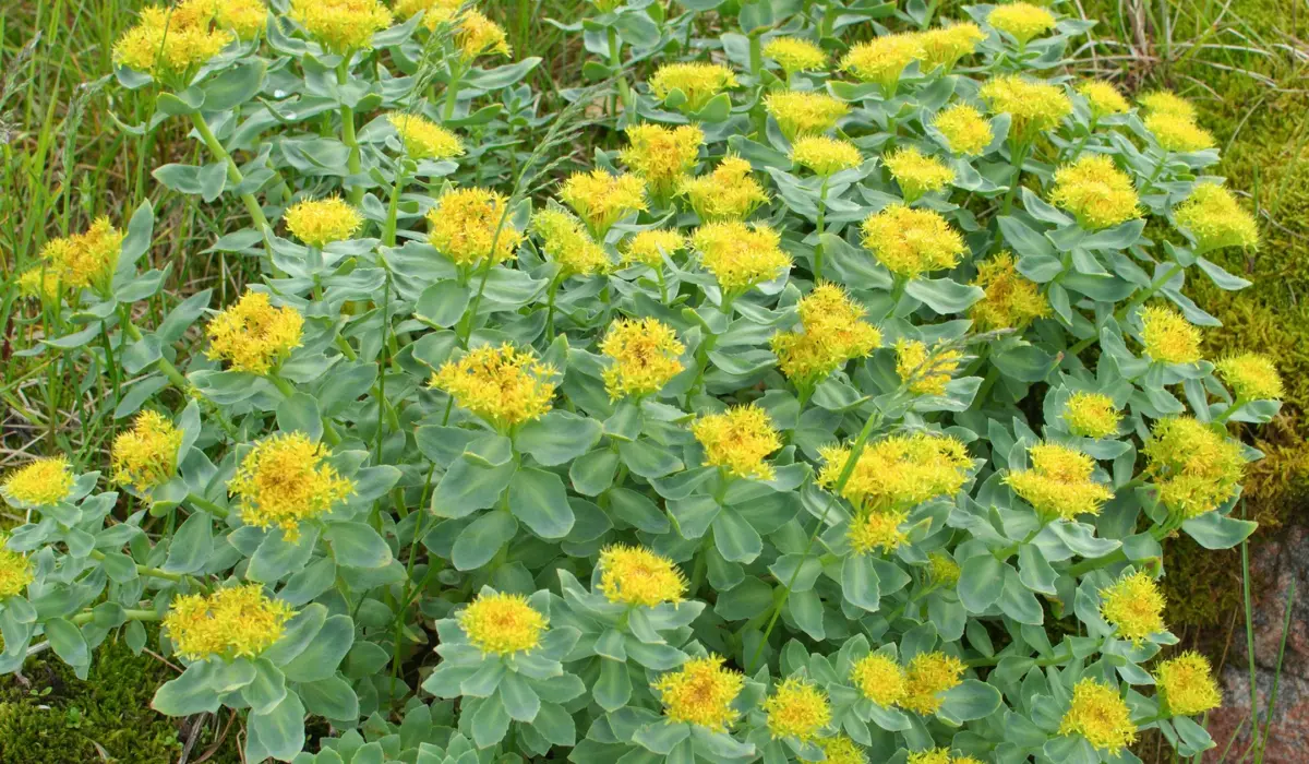 Getting To Know Rhodiola Rosea And Its History