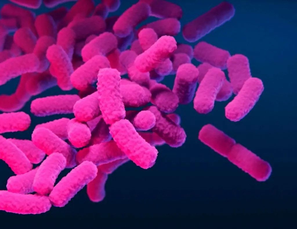 What Is Gut Bacteria