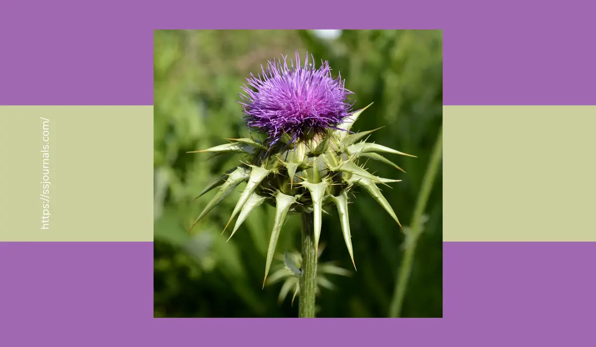 Milk Thistle For Weight Loss