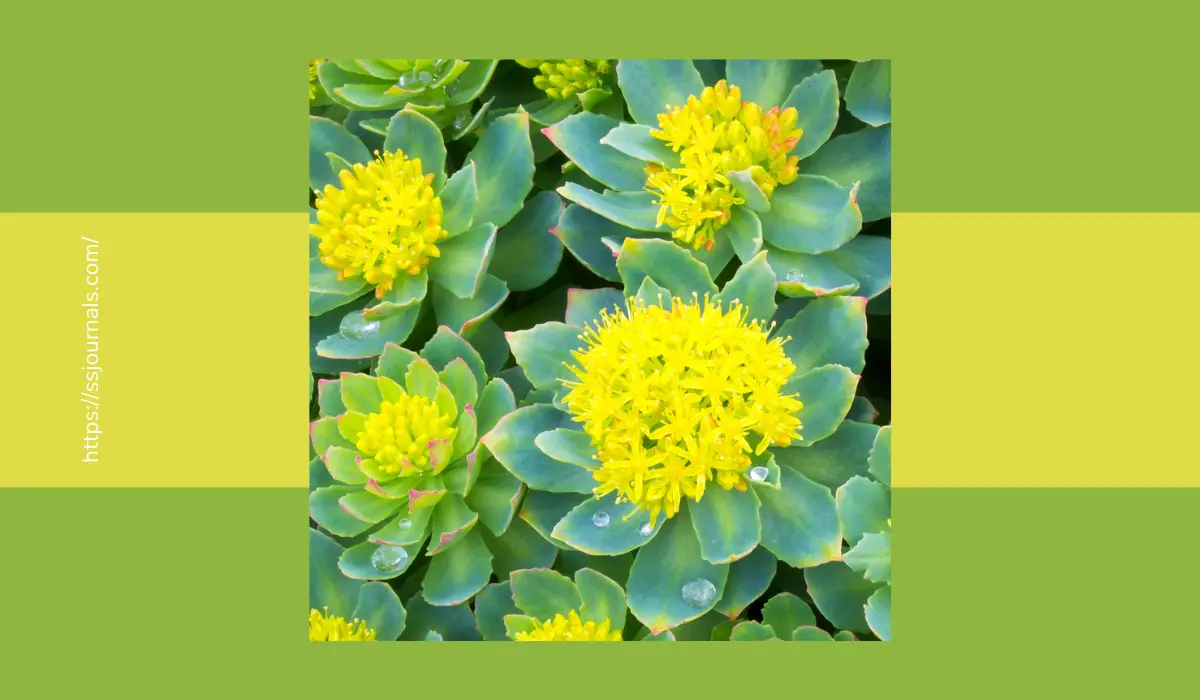 Rhodiola Rosea For Weight Loss