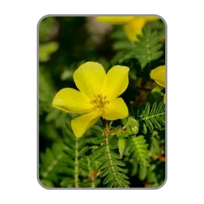 Tribulus Extract