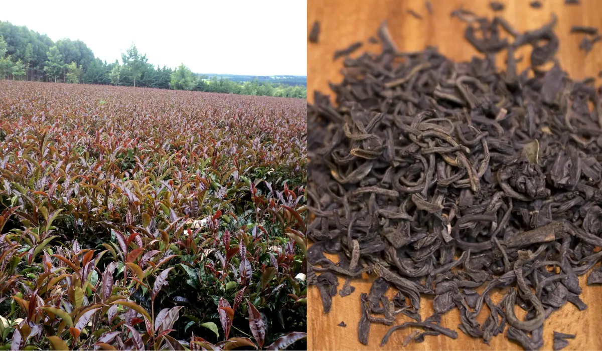 Unveiling The Elixir Purple Tea Origins