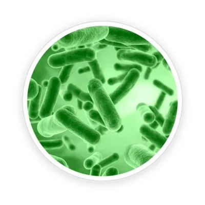 Bacillus Coagulans 
