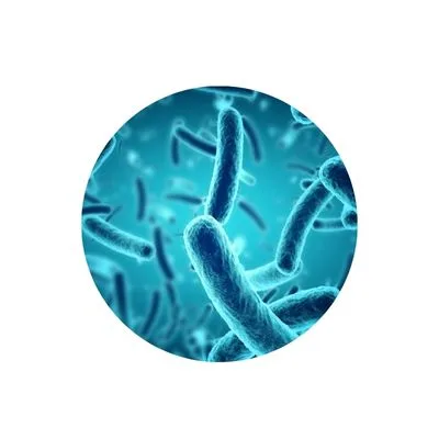 Bifidobacterium Longum