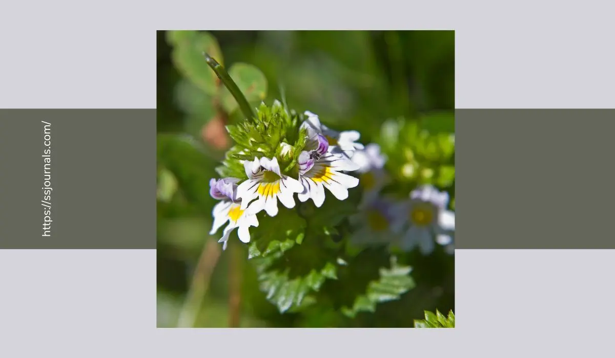 Eyebright Benefits Important Facts To Know!