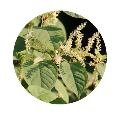 Japanese knotweed