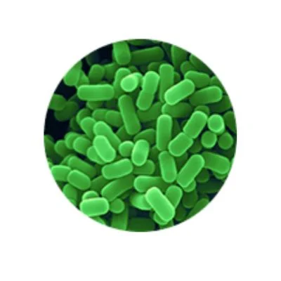 Lactobacillus Plantarum