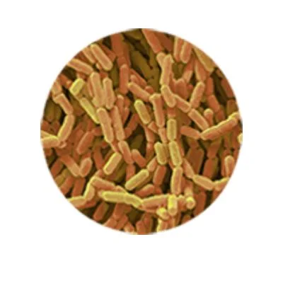 Lactobacillus Rhamnosus