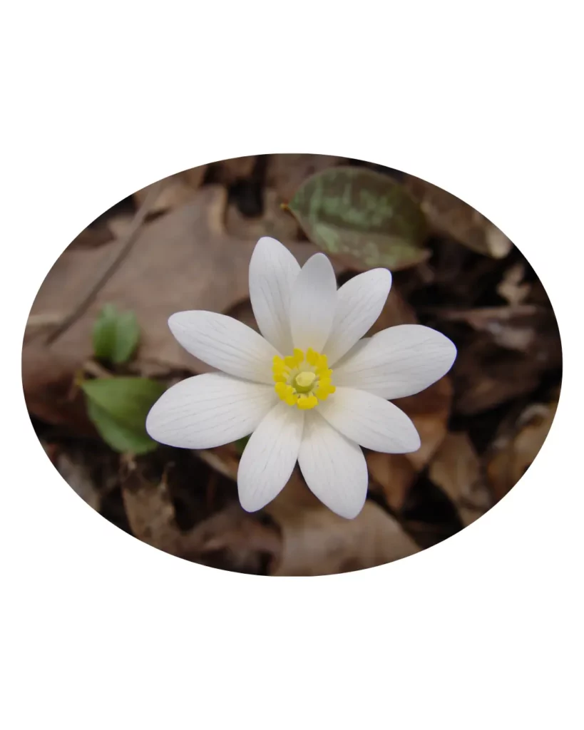 Sanguinaria Canadensis