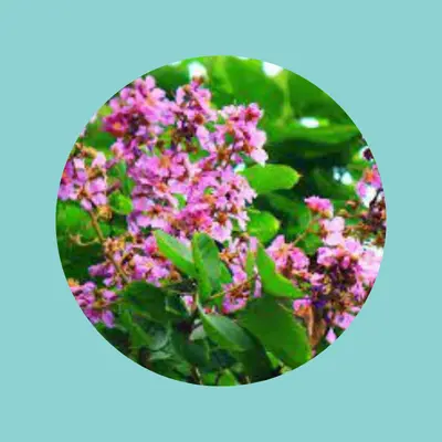 Banaba Leaf Extract