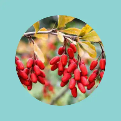 LeanBliss Ingredient Berberine