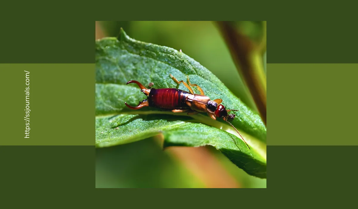 Are Earwig Bites Dangerous