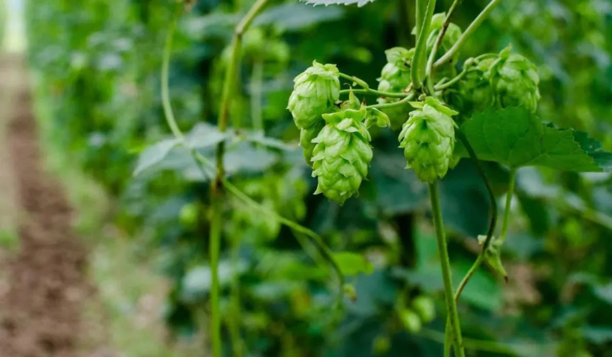 Are Hops Safe To Eat