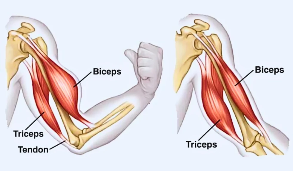 Biceps vs Triceps